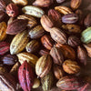 Roasted Cacao Beans 3