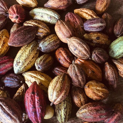 Roasted Cacao Beans 3